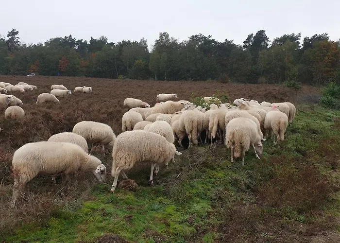 De Kleine Kriemelkuil {het Herdertje}
